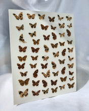 Load image into Gallery viewer, Butterflies
